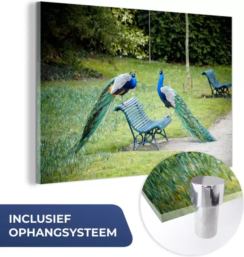 MuchoWow Glasschilderij 150x100 cm Schilderij acrylglas Pauw Bank Park Foto op glas Schilderijen - Foto 2