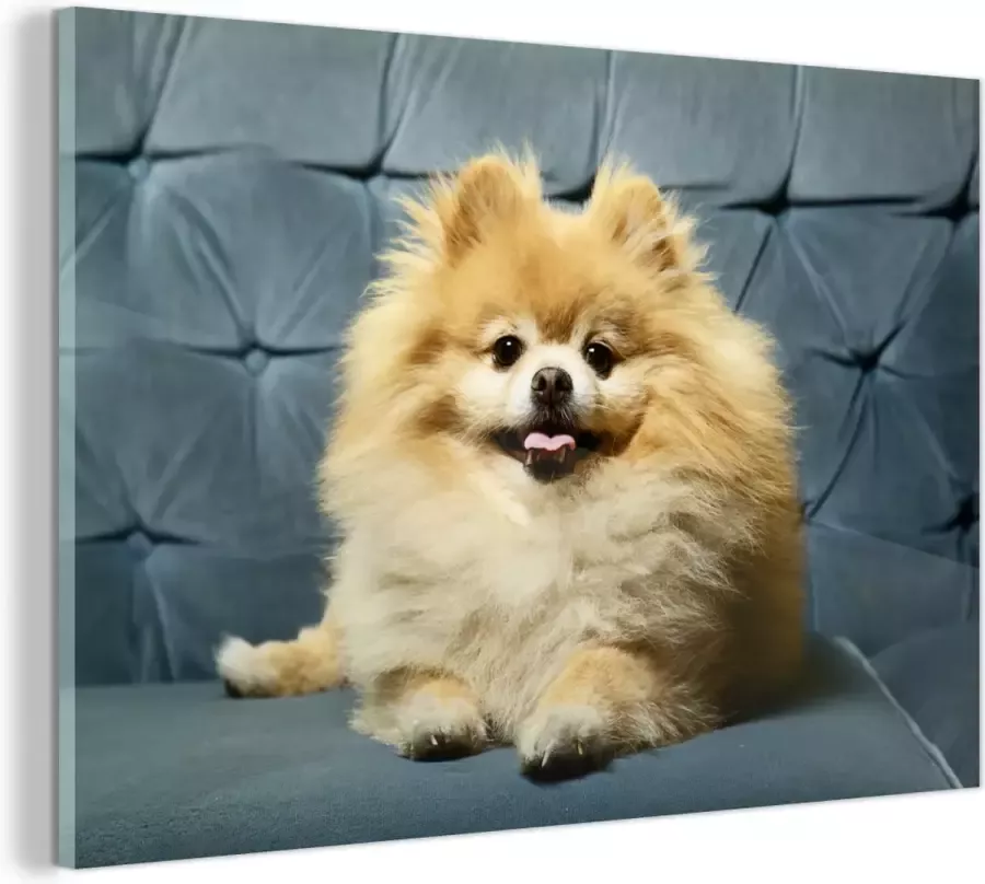 MuchoWow Glasschilderij Pomeriaan op bank 120x80 cm Acrylglas Schilderijen Foto op Glas