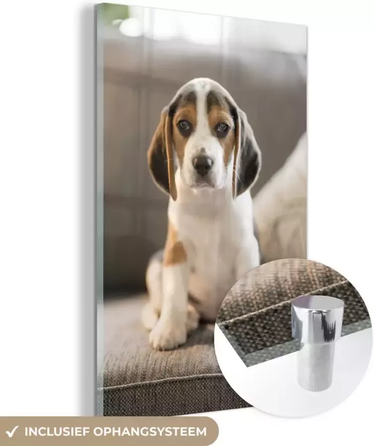 MuchoWow Glasschilderij 120x180 cm Schilderij acrylglas Schattige Beagle puppy zit op de bank Foto op glas Schilderijen - Foto 2