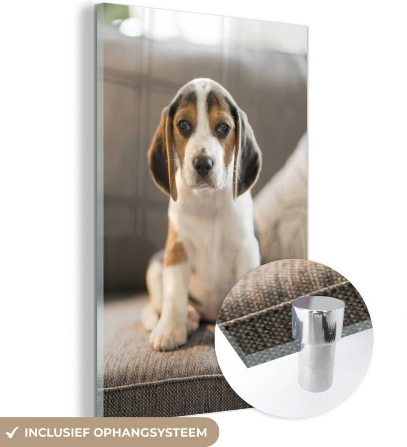 MuchoWow Glasschilderij 80x120 cm Schilderij glas Schattige Beagle puppy zit op de bank Foto op acrylglas Schilderijen - Foto 2