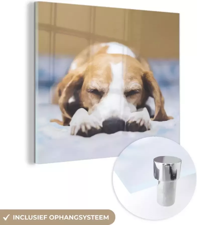 MuchoWow Glasschilderij Slapende beagle puppy op een bed 20x20 cm Acrylglas Schilderijen Foto op Glas