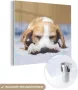 MuchoWow Glasschilderij 20x20 cm Schilderij acrylglas Slapende beagle puppy op een bed Foto op glas Schilderijen - Thumbnail 2