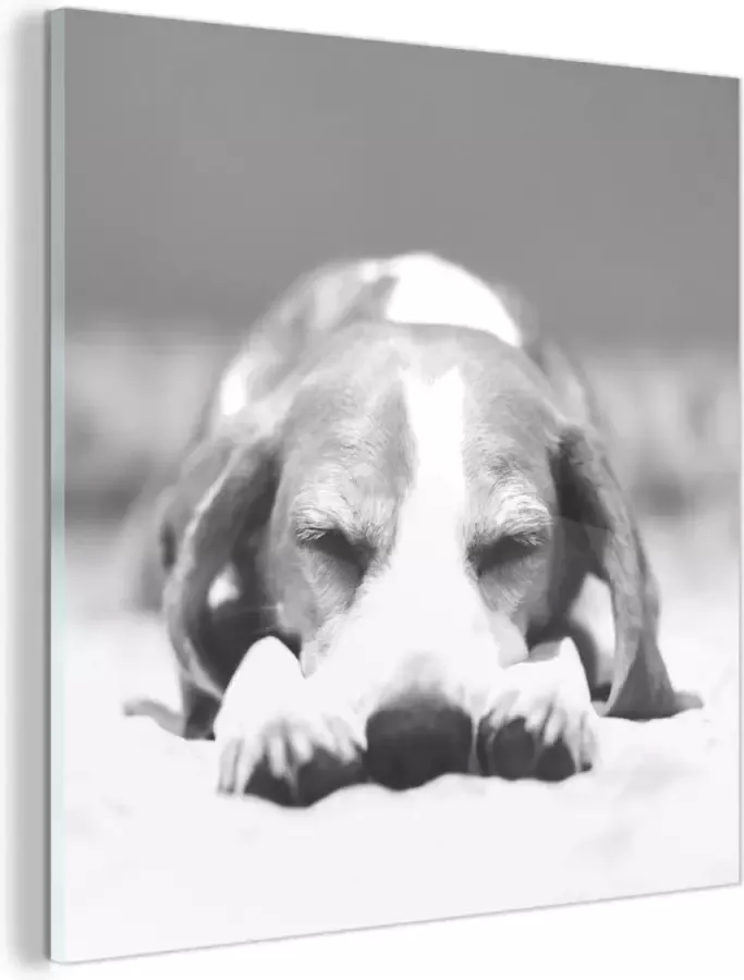 MuchoWow Glasschilderij Slapende beagle puppy op een bed zwart wit 20x20 cm Acrylglas Schilderijen Foto op Glas