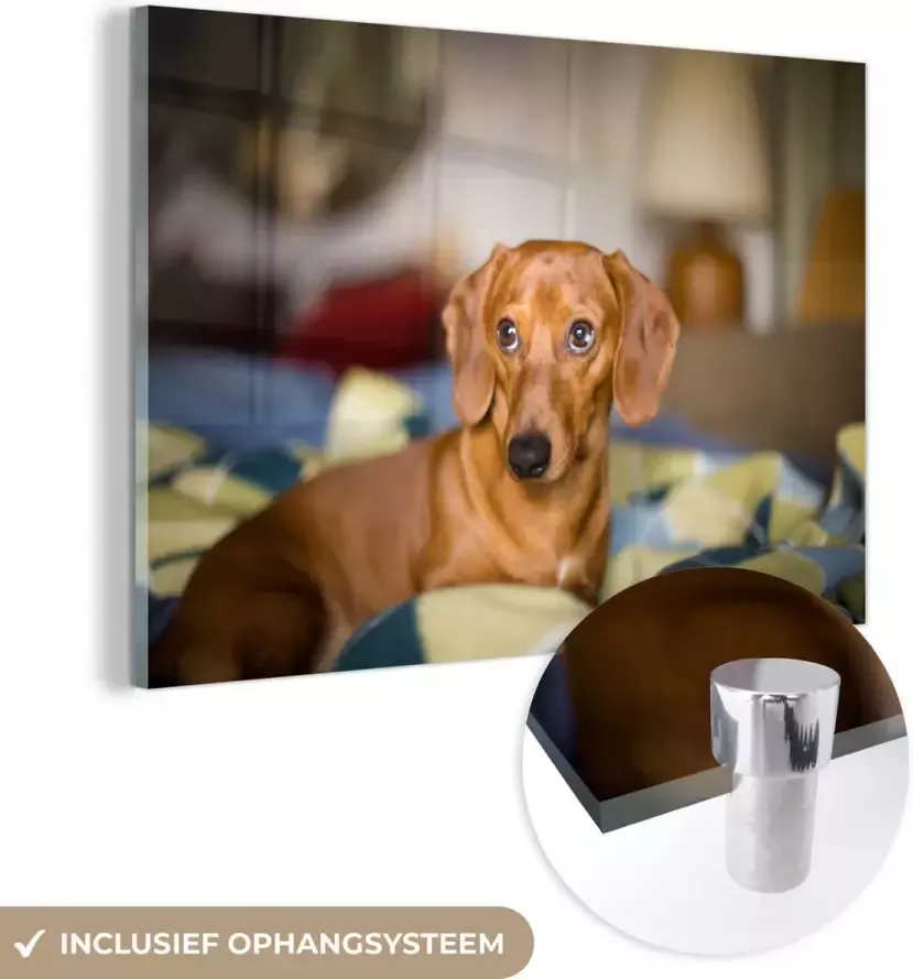 MuchoWow Glasschilderij 30x20 cm Schilderij acrylglas Teckel die op een bed ligt Foto op glas Schilderijen