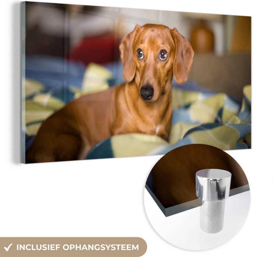 MuchoWow Glasschilderij 40x20 cm Schilderij acrylglas Teckel die op een bed ligt Foto op glas Schilderijen