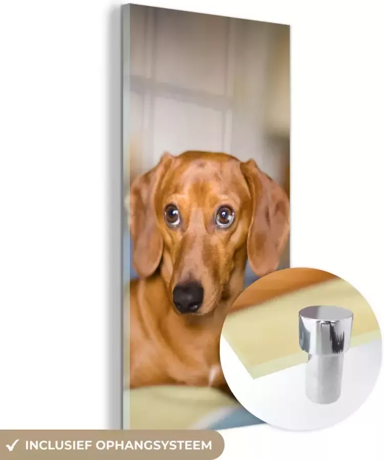 MuchoWow Glasschilderij 60x120 cm Schilderij glas Teckel die op een bed ligt Foto op acrylglas Schilderijen - Foto 2