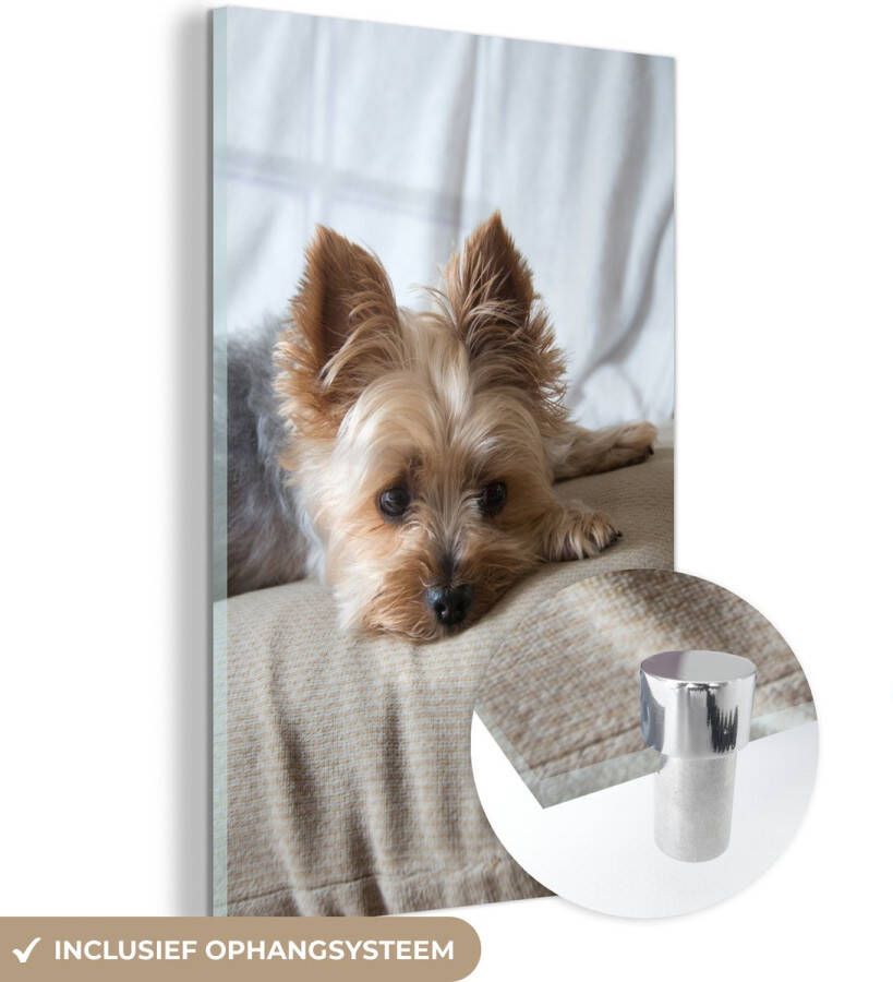 MuchoWow Glasschilderij 100x150 cm Schilderij acrylglas Yorkshire Terrier ligt op de bank te slapen Foto op glas Schilderijen