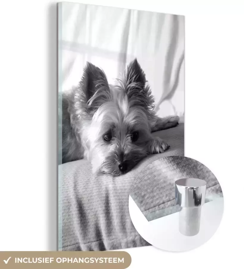 MuchoWow Glasschilderij 20x30 cm Schilderij acrylglas Yorkshire Terrier ligt op de bank te slapen zwart wit Foto op glas Schilderijen