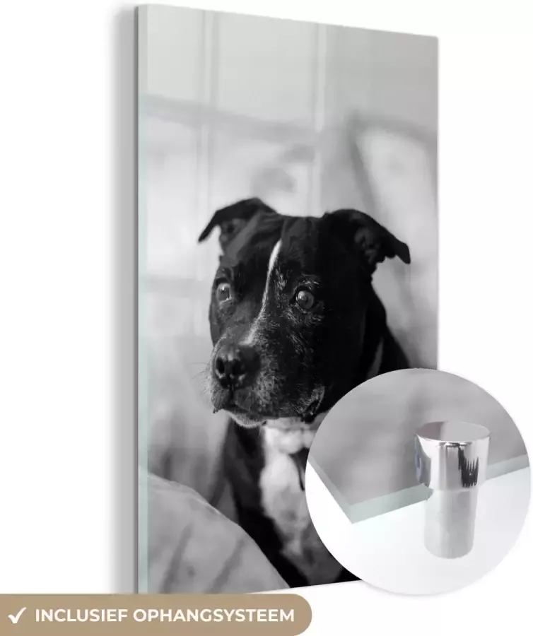 MuchoWow Glasschilderij Zwarte Staffordshire Bull Terrier hond zittend op een stoel zwart wit 60x90 cm Acrylglas Schilderijen Foto op Glas