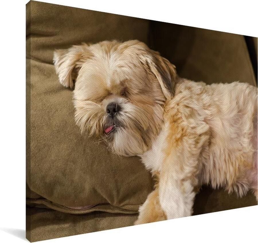 MuchoWow Een slapende Shih Tzu op de bank Canvas 60x40 cm Foto print op Canvas schilderij (Wanddecoratie woonkamer slaapkamer) Huisdieren Canvas Schilderijen
