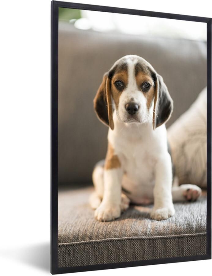 MuchoWow Foto in lijst Schattige Beagle puppy zit op de bank fotolijst zwart 40x60 cm Poster in lijst (Wanddecoratie woonkamer slaapkamer)