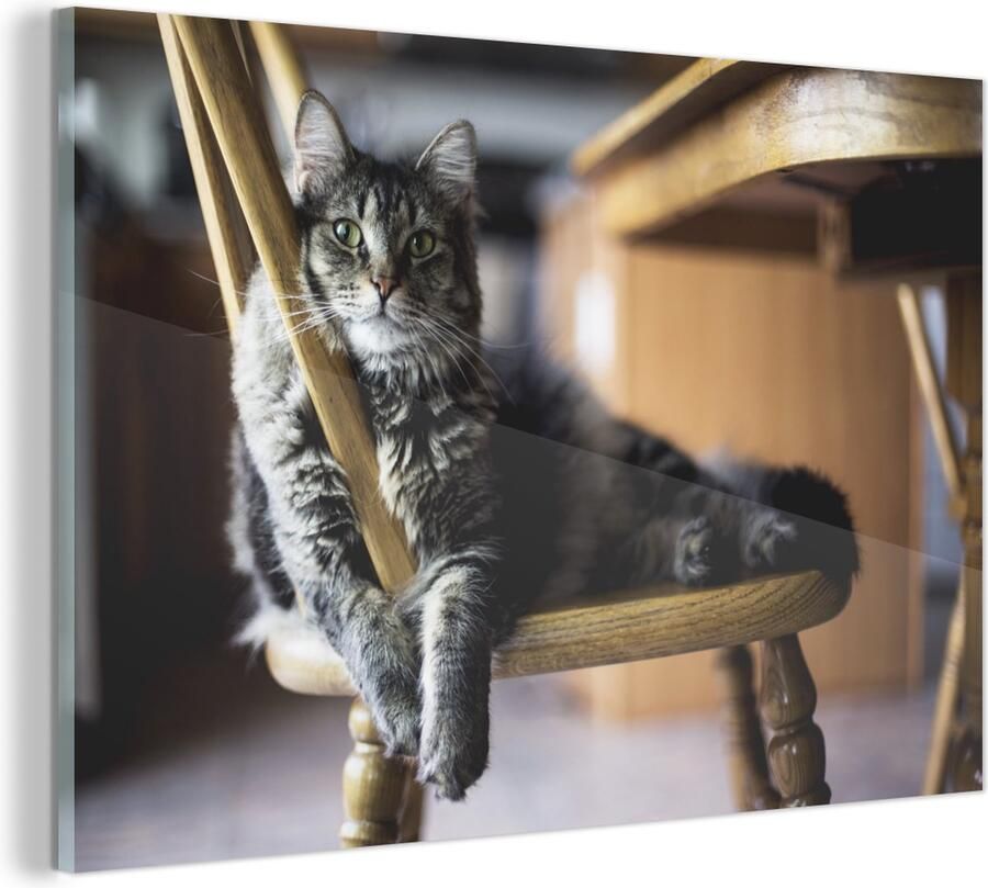 MuchoWow Glasschilderij Kat Stoel Huisdier 150x100 cm Acrylglas Schilderijen Foto op Glas