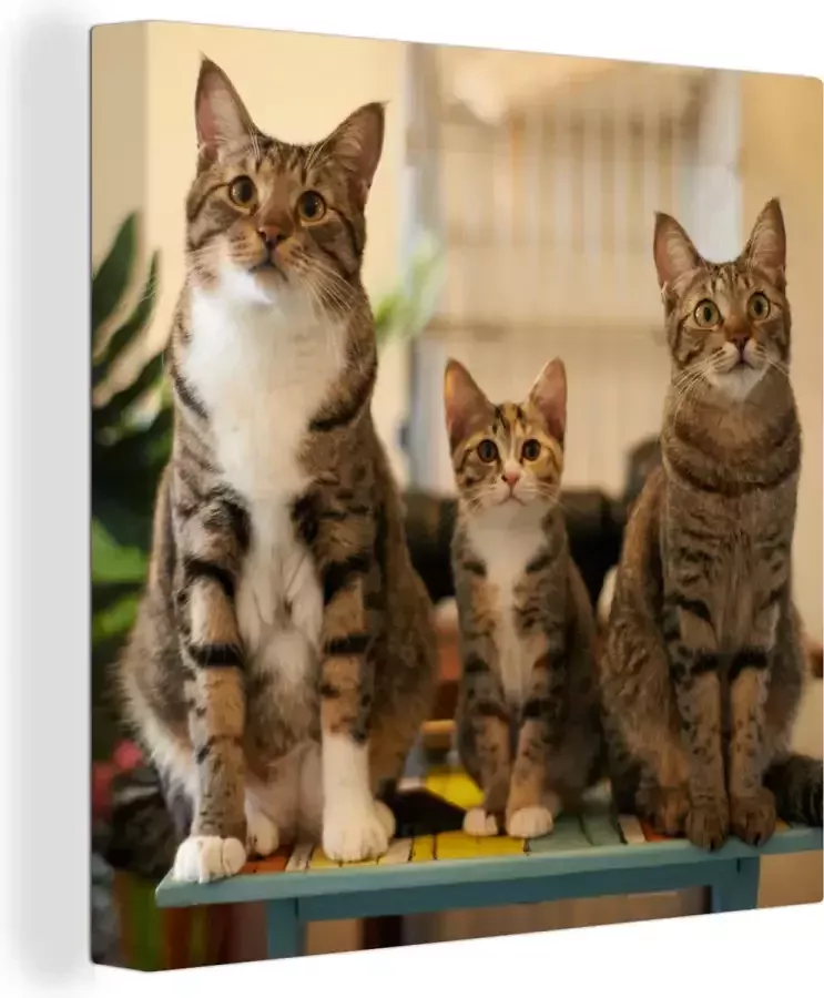 OneMillionCanvasses Canvas Schilderij Drie katten op kleine tafel 50x50 cm Wanddecoratie