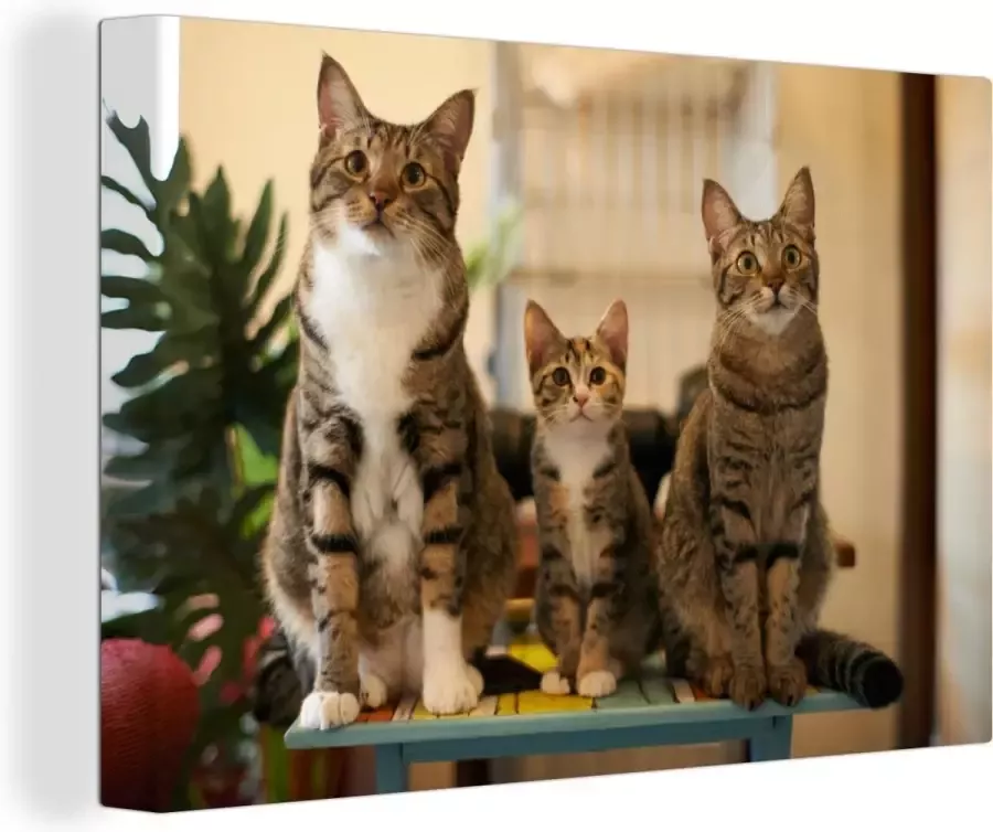 OneMillionCanvasses Canvas Schilderij Drie katten op kleine tafel 90x60 cm Wanddecoratie