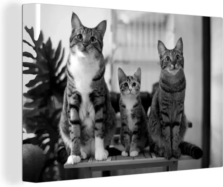 OneMillionCanvasses Canvas Schilderij Drie katten op kleine tafel zwart wit 90x60 cm Wanddecoratie