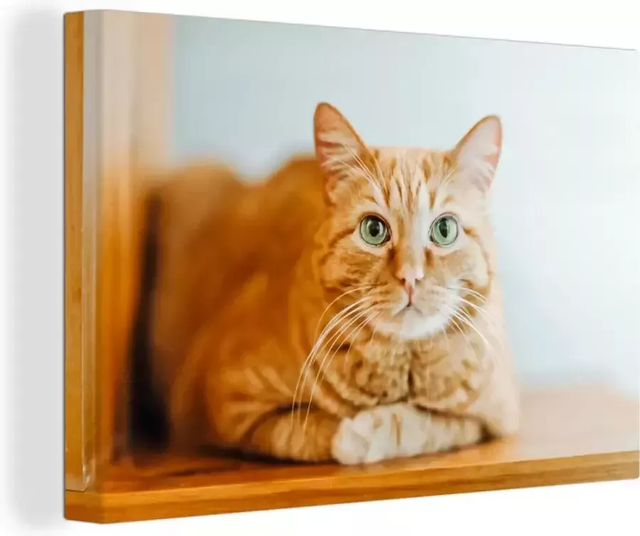 OneMillionCanvasses Canvas Schilderij Kat Hout Kast 60x40 cm Wanddecoratie