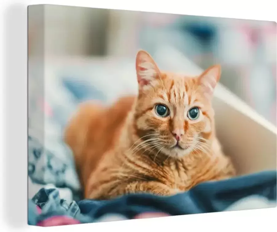 OneMillionCanvasses Canvas Schilderij Kat Kleding Kast 60x40 cm Wanddecoratie