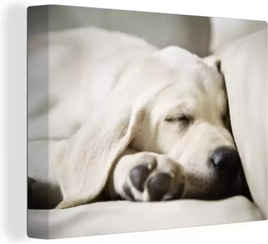 OneMillionCanvasses Canvas Schilderij Labrador slaapt op de bank 80x60 cm Wanddecoratie