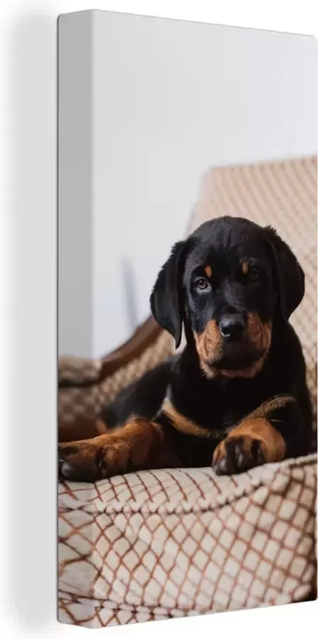 OneMillionCanvasses Canvas schilderij 80x160 cm Wanddecoratie Schattige Rottweiler puppy zit op een stoel Muurdecoratie woonkamer Slaapkamer decoratie Kamer accessoires Schilderijen