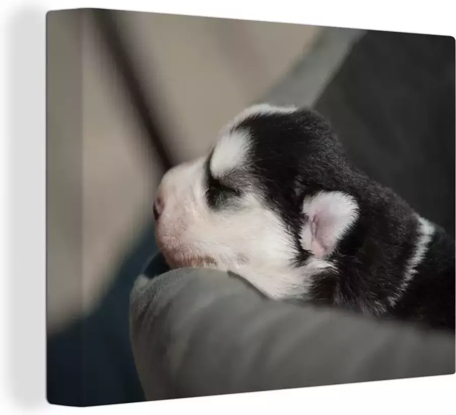OneMillionCanvasses Canvas Schilderij Slapende hond op de bank 40x30 cm Wanddecoratie