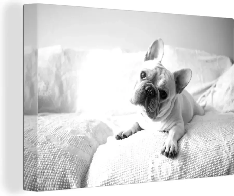 OneMillionCanvasses Canvas Schilderij Witte Franse buldog liggend op de bank zwart wit 30x20 cm Wanddecoratie