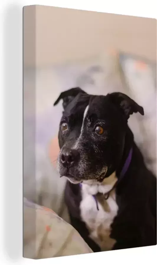 OneMillionCanvasses Canvas Schilderij Zwarte Staffordshire Bull Terrier hond zittend op een stoel 80x120 cm Wanddecoratie
