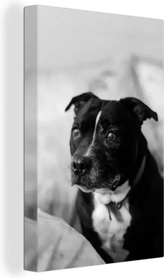 OneMillionCanvasses Canvas Schilderij Zwarte Staffordshire Bull Terrier hond zittend op een stoel zwart wit 90x140 cm Wanddecoratie
