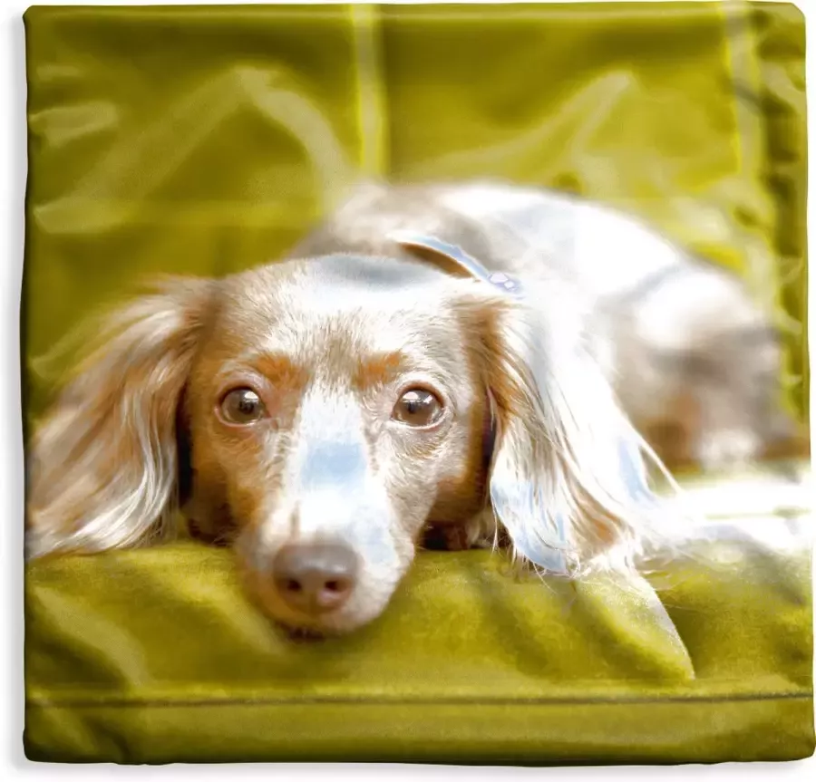 PillowMonkey Kussenhoes 45x45 cm Een Teckel liggend op een groene bank Katoen Polyester Voor Binnen