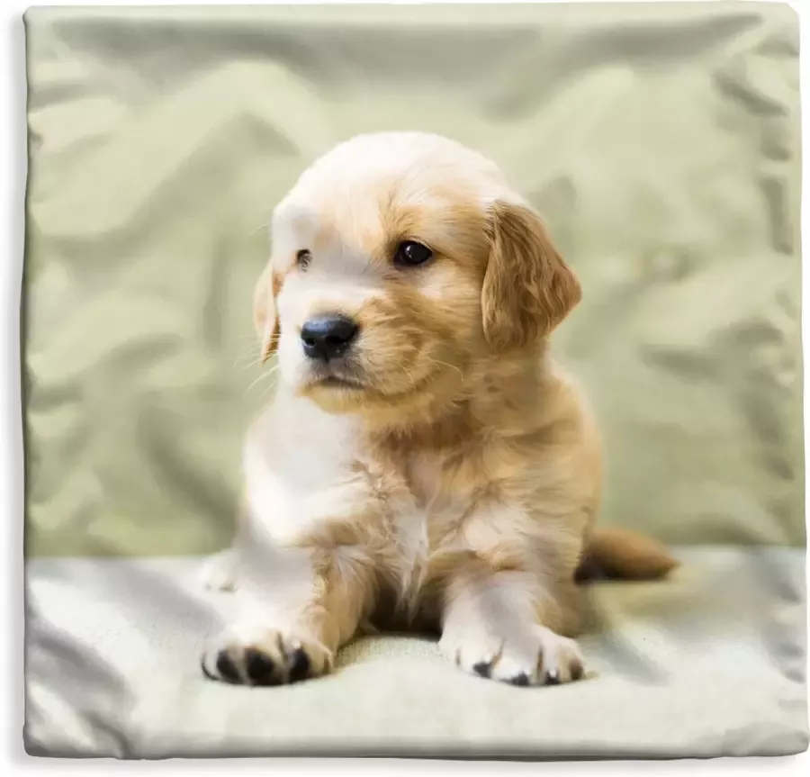PillowMonkey Kussenhoes 45x45 cm Golden Retriever puppy liggend op de bank Katoen Polyester Voor Binnen