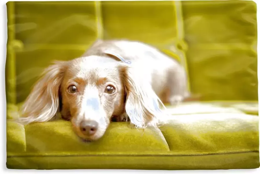 PillowMonkey Kussenhoes 50x30 cm Een Teckel liggend op een groene bank Katoen Polyester Voor Binnen