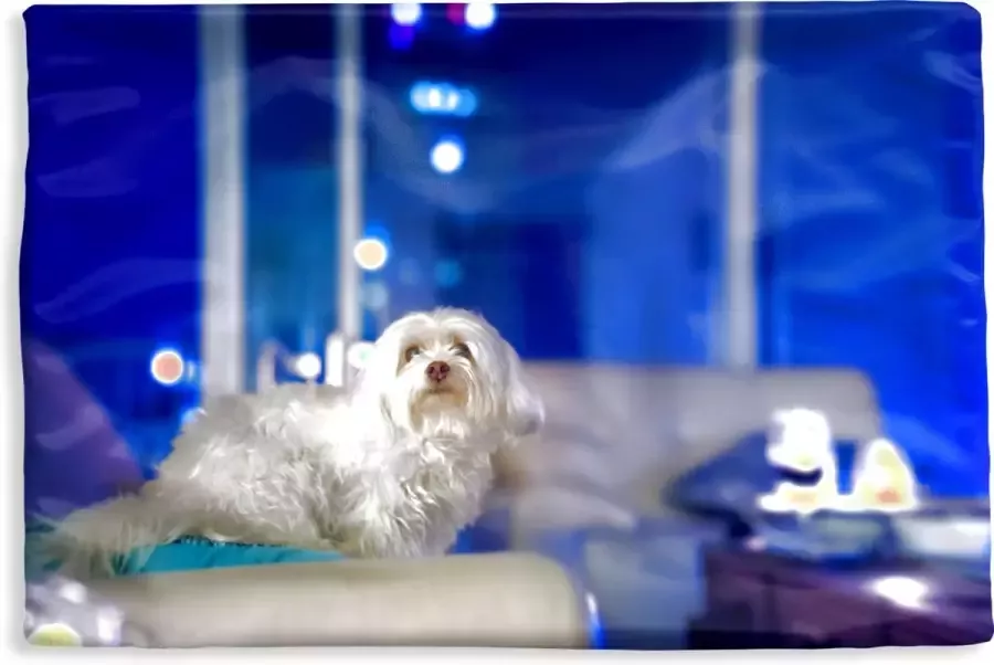 PillowMonkey Kussenhoes 50x30 cm Een witte Maltezer hond op een witte bank Katoen Polyester Voor Binnen