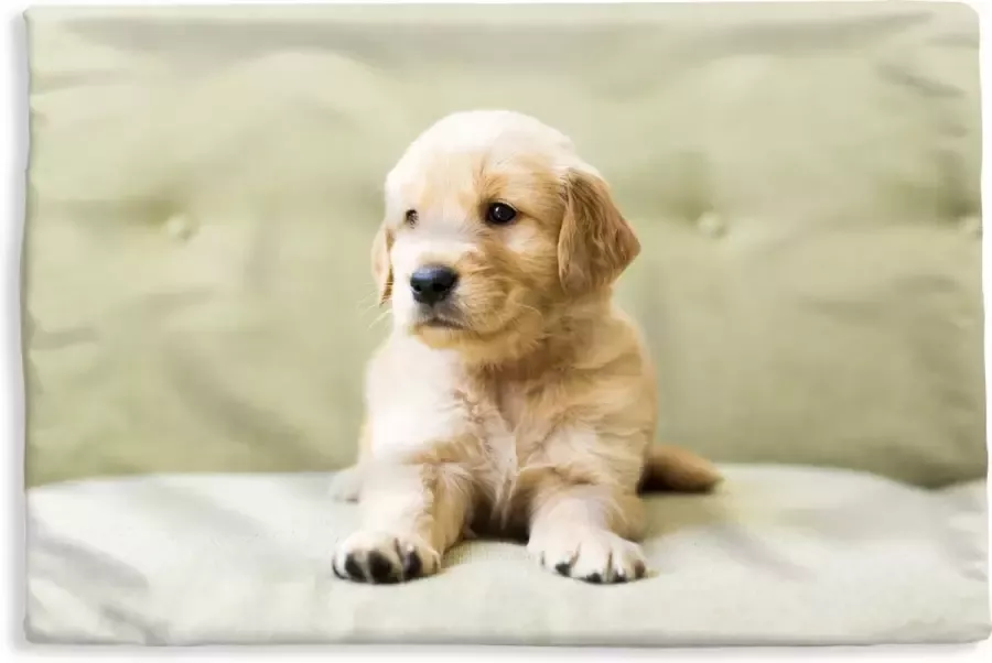 PillowMonkey Kussenhoes 50x30 cm Golden Retriever puppy liggend op de bank Katoen Polyester Voor Binnen
