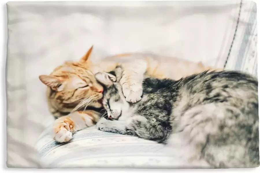 PillowMonkey Kussenhoes 50x30 cm Katten Bank Woonkamer Katoen Polyester Voor Binnen