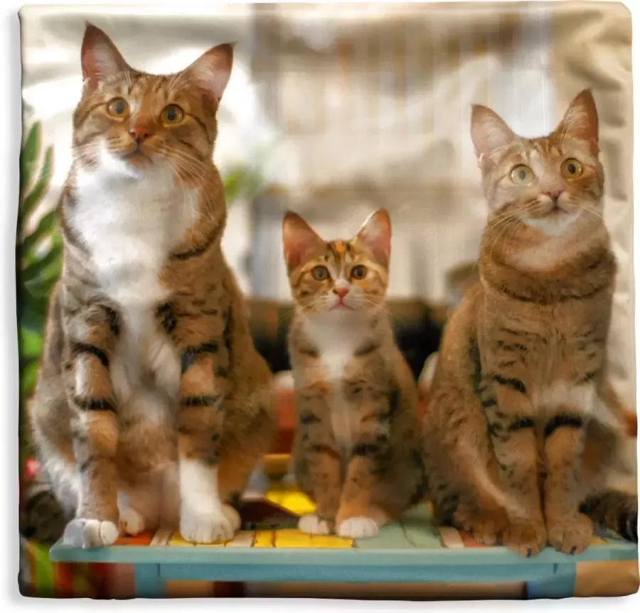 PillowMonkey Kussenhoes 50x50 cm Drie katten op tafel Katoen Polyester Voor Binnen