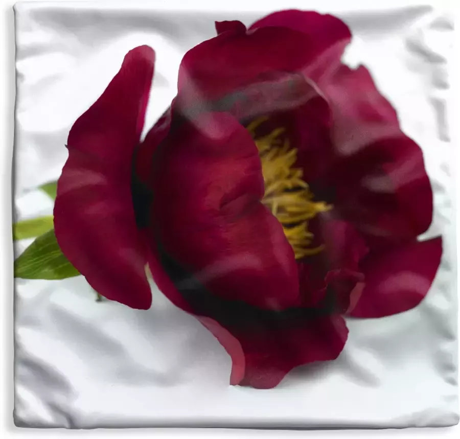 PillowMonkey Kussenhoes 50x50 cm Een rode pioenroos op een witte tafel Katoen Polyester Voor Binnen