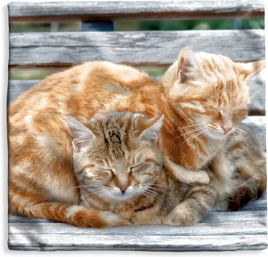 PillowMonkey Kussenhoes 50x50 cm Katten Bank Hout Katoen Polyester Voor Binnen