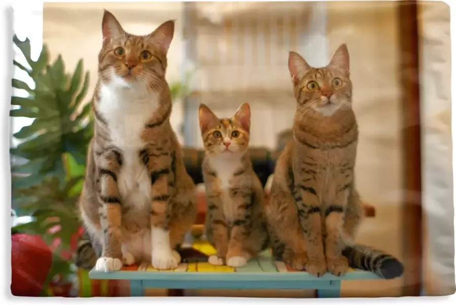 PillowMonkey Kussenhoes 60x40 cm Drie katten op tafel Katoen Polyester Voor Binnen