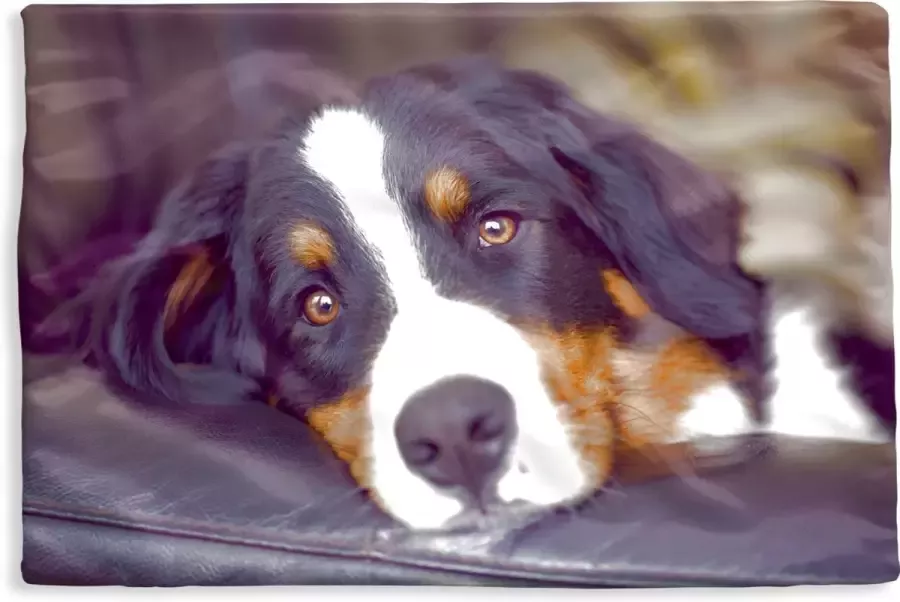 PillowMonkey Kussenhoes 60x40 cm Een Berner Sennenhond liggend op de bank Katoen Polyester Voor Binnen