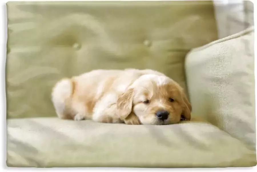 PillowMonkey Kussenhoes 60x40 cm Een slapende Golden Retriever puppy op de bank Katoen Polyester Voor Binnen