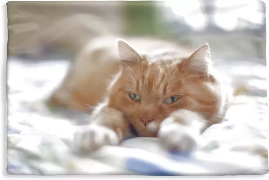 PillowMonkey Kussenhoes 60x40 cm Kat Bed Bedsprei Meisjes Kinderen Jongens Kind Katoen Polyester Voor Binnen