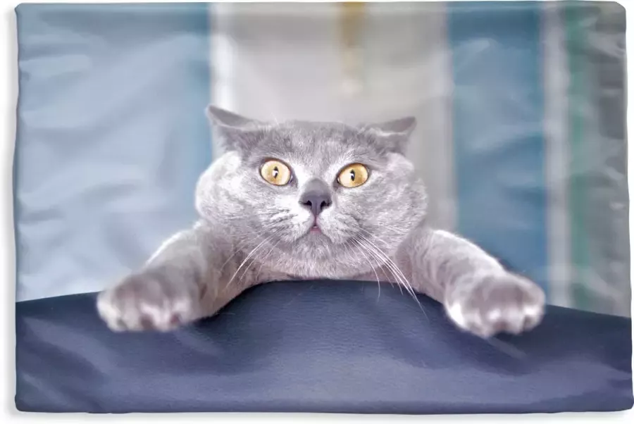 PillowMonkey Kussenhoes 60x40 cm Kat Grijs Stoel Katoen Polyester Voor Binnen