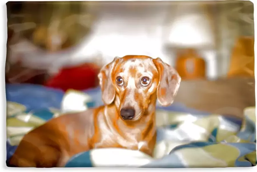 PillowMonkey Kussenhoes 60x40 cm Teckel die op een bed ligt Katoen Polyester Voor Binnen