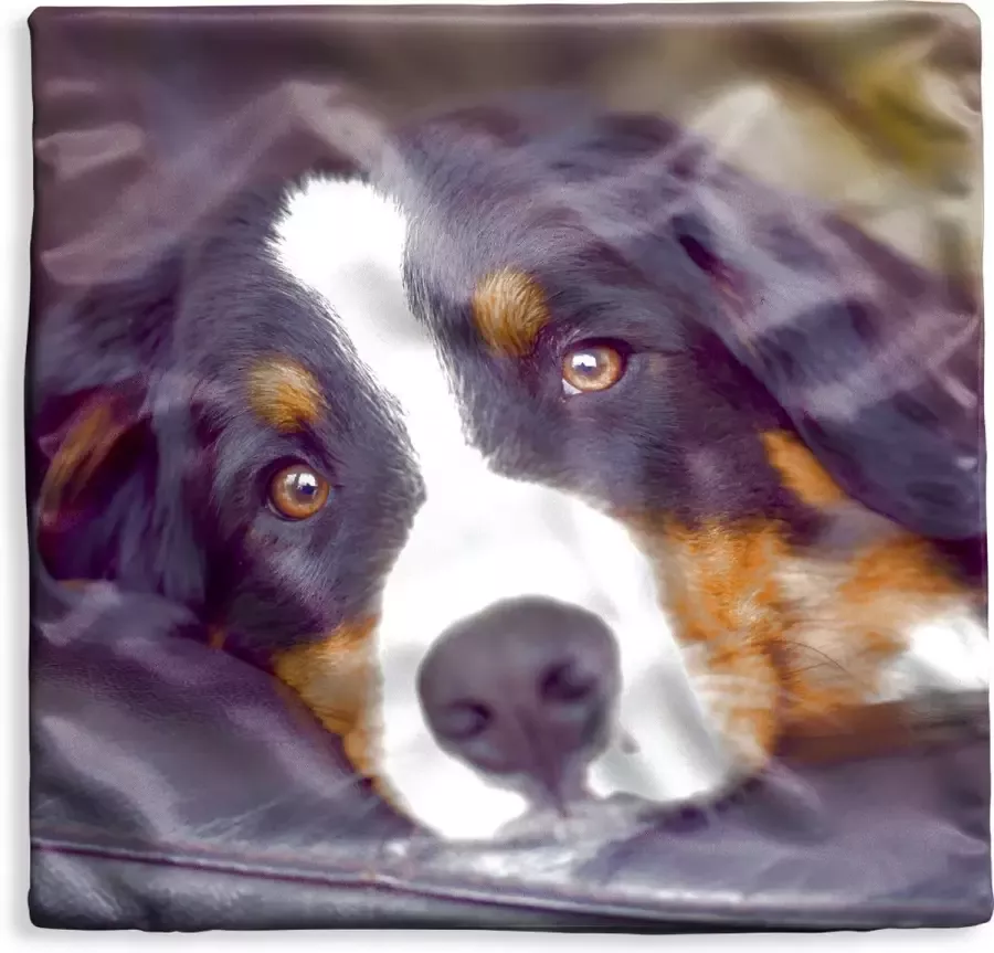PillowMonkey Kussenhoes 60x60 cm Een Berner Sennenhond liggend op de bank Katoen Polyester Voor Binnen