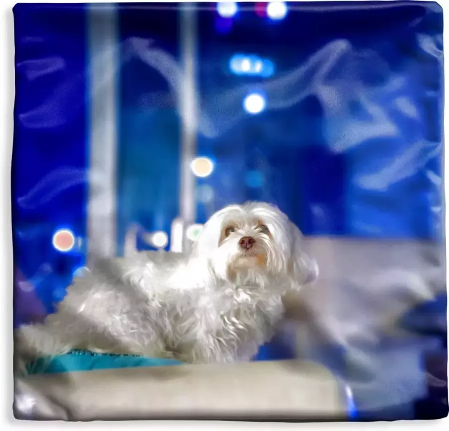 PillowMonkey Kussenhoes 60x60 cm Een witte Maltezer hond op een witte bank Katoen Polyester Voor Binnen