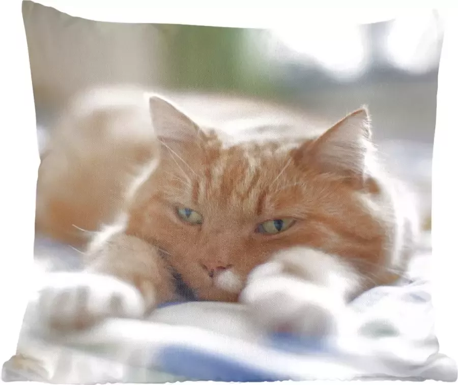 PillowMonkey Sierkussens Kussentjes Woonkamer 50x50 cm Kat Bed Bedsprei Meisjes Kinderen Jongens Kind