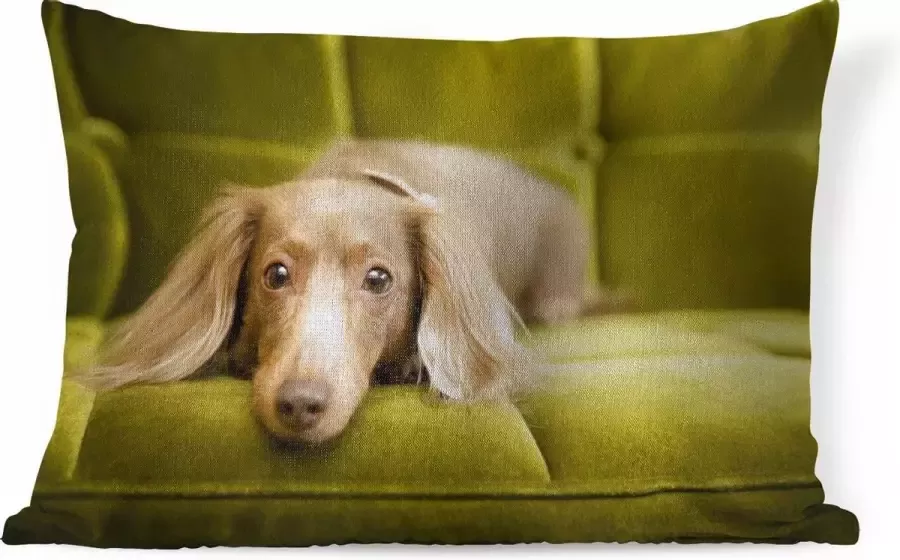 PillowMonkey Sierkussens Kussen Een Teckel liggend op een groene bank 60x40 cm Kussen van katoen