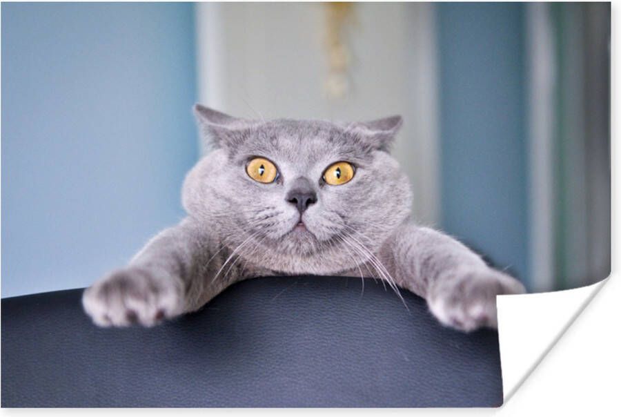 PosterMonkey Angstige kat hangend aan stoel 180x120 cm XXL Groot formaat! Foto print op Poster (wanddecoratie woonkamer slaapkamer)