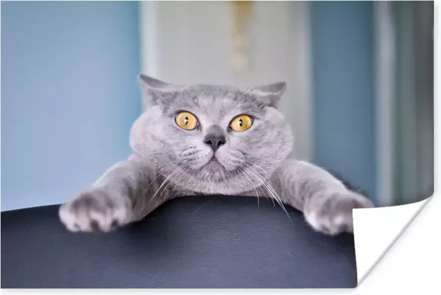 PosterMonkey Angstige kat hangend aan stoel 30x20 cm klein Foto print op Poster (wanddecoratie woonkamer slaapkamer)