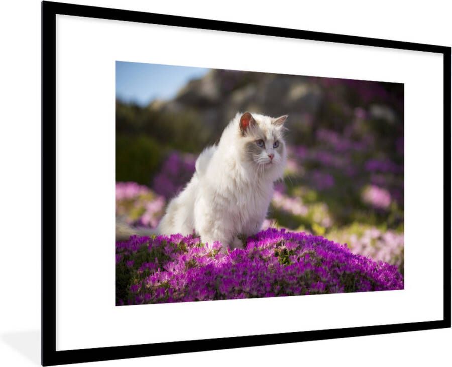 PosterMonkey Fotolijst incl. Poster Een witte ragdoll kat zit in een bed van roze bloemen 120x80 cm Posterlijst