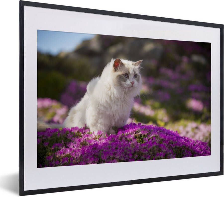PosterMonkey Fotolijst incl. Poster Een witte ragdoll kat zit in een bed van roze bloemen 40x30 cm Posterlijst